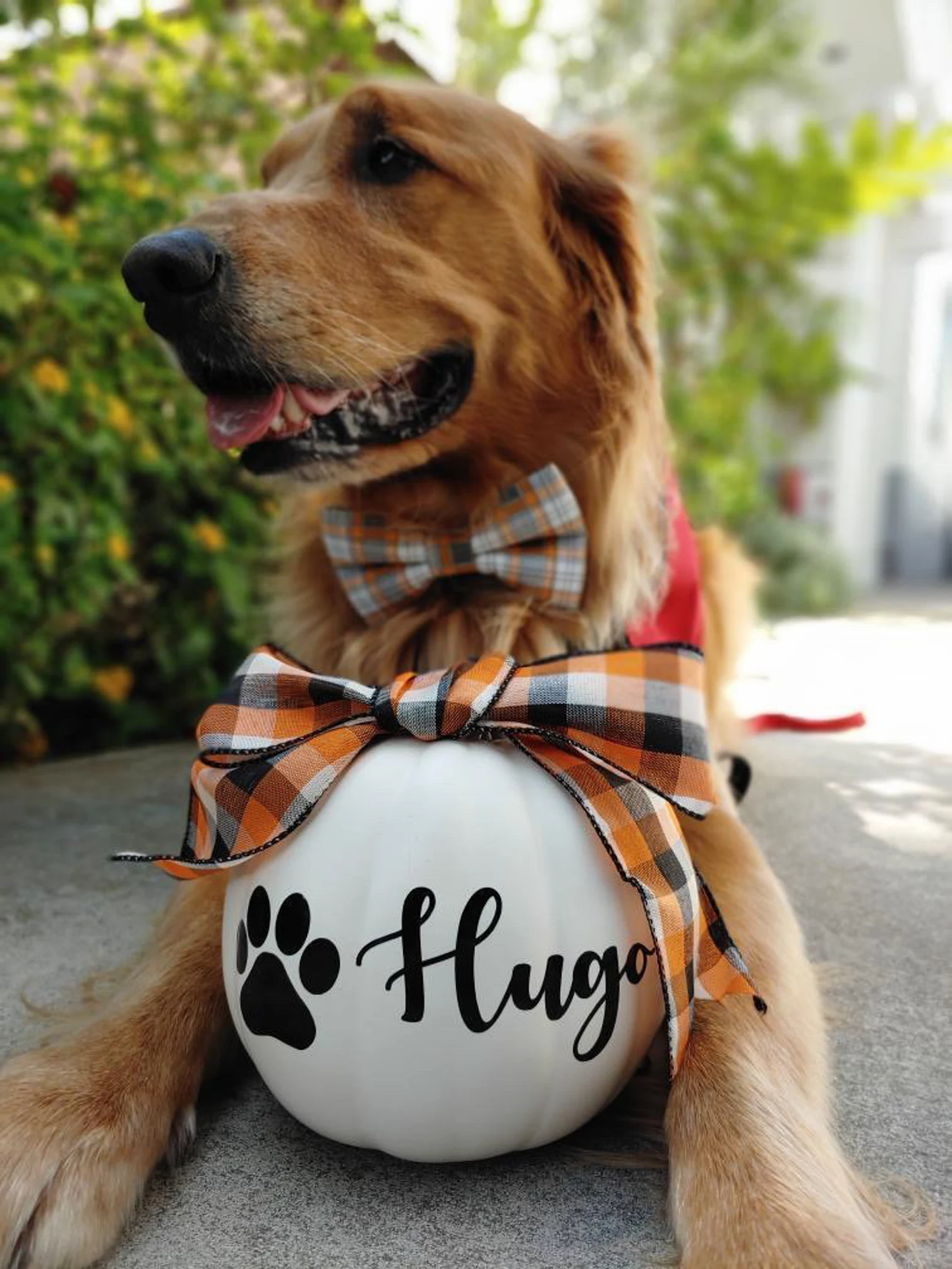 Personalized Pumpkins, Harvest Halloween