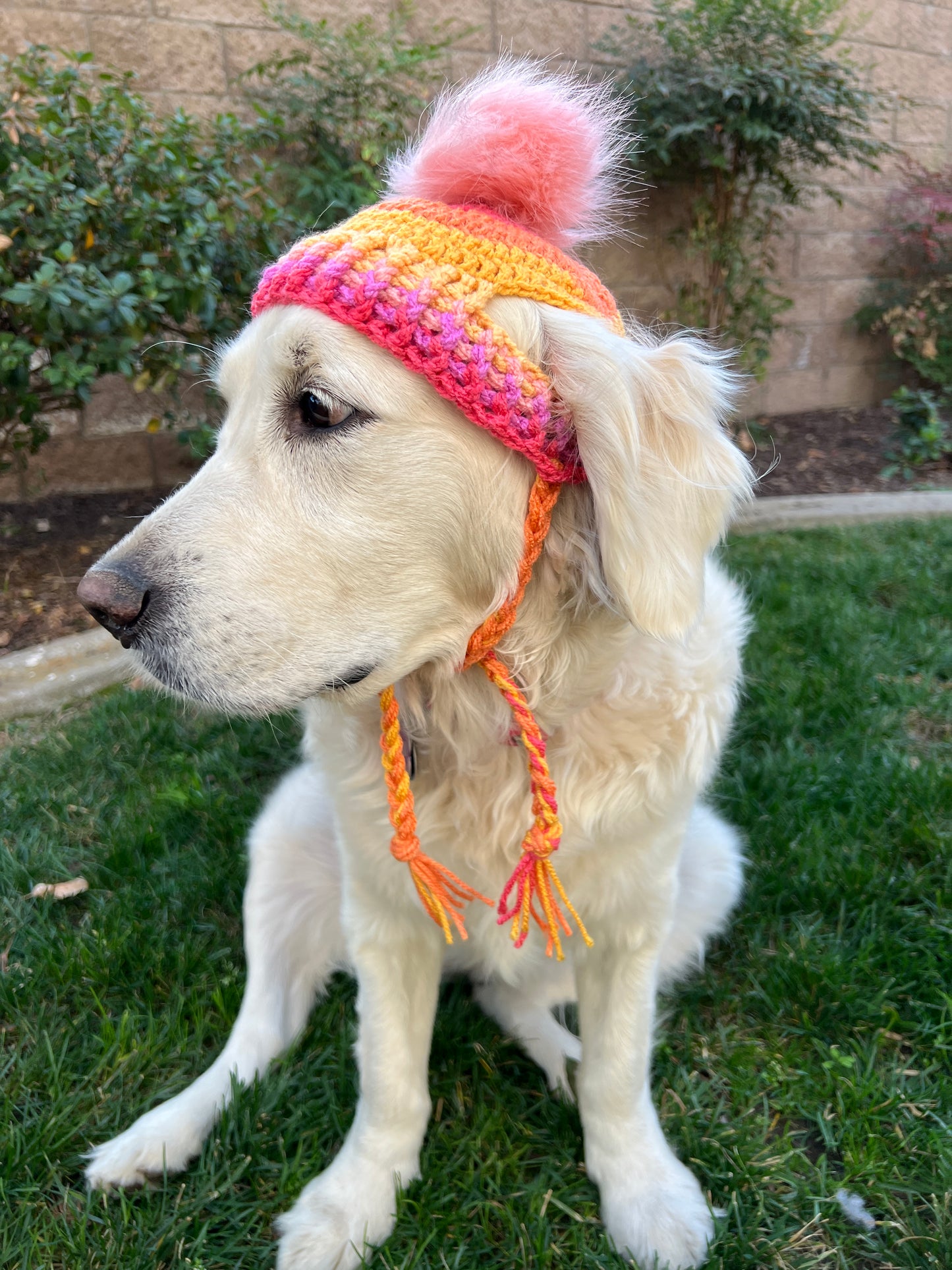 Large Breed Dog Beanie