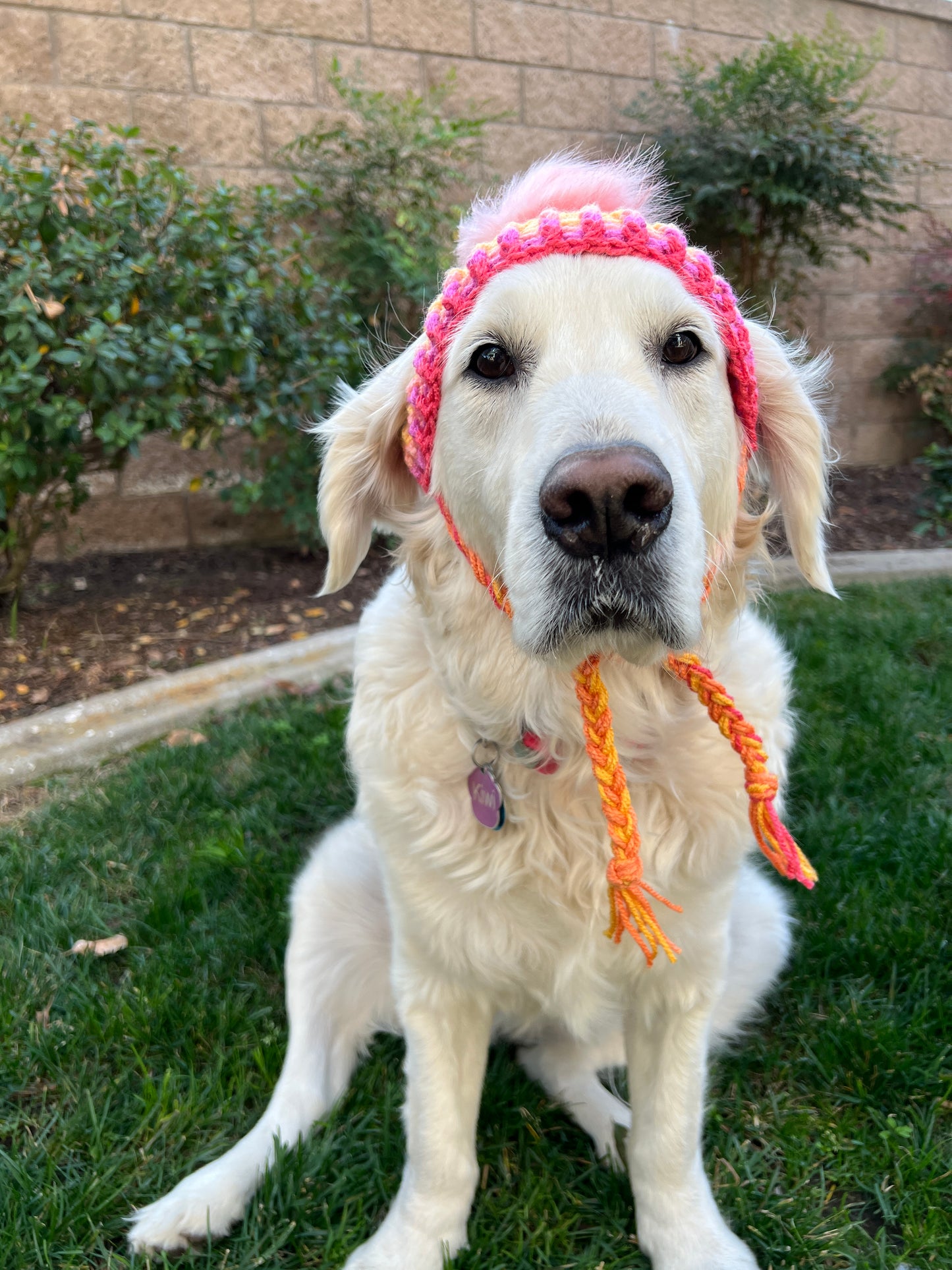 Large Breed Dog Beanie