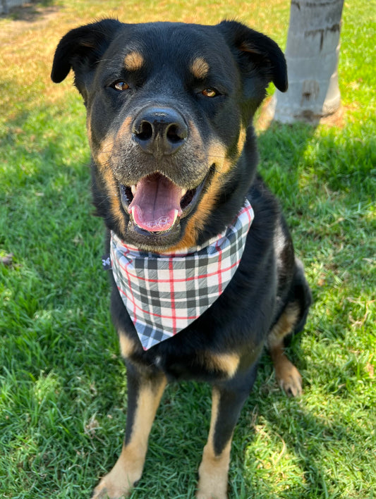 Black Plaid Fall Pet Bandana