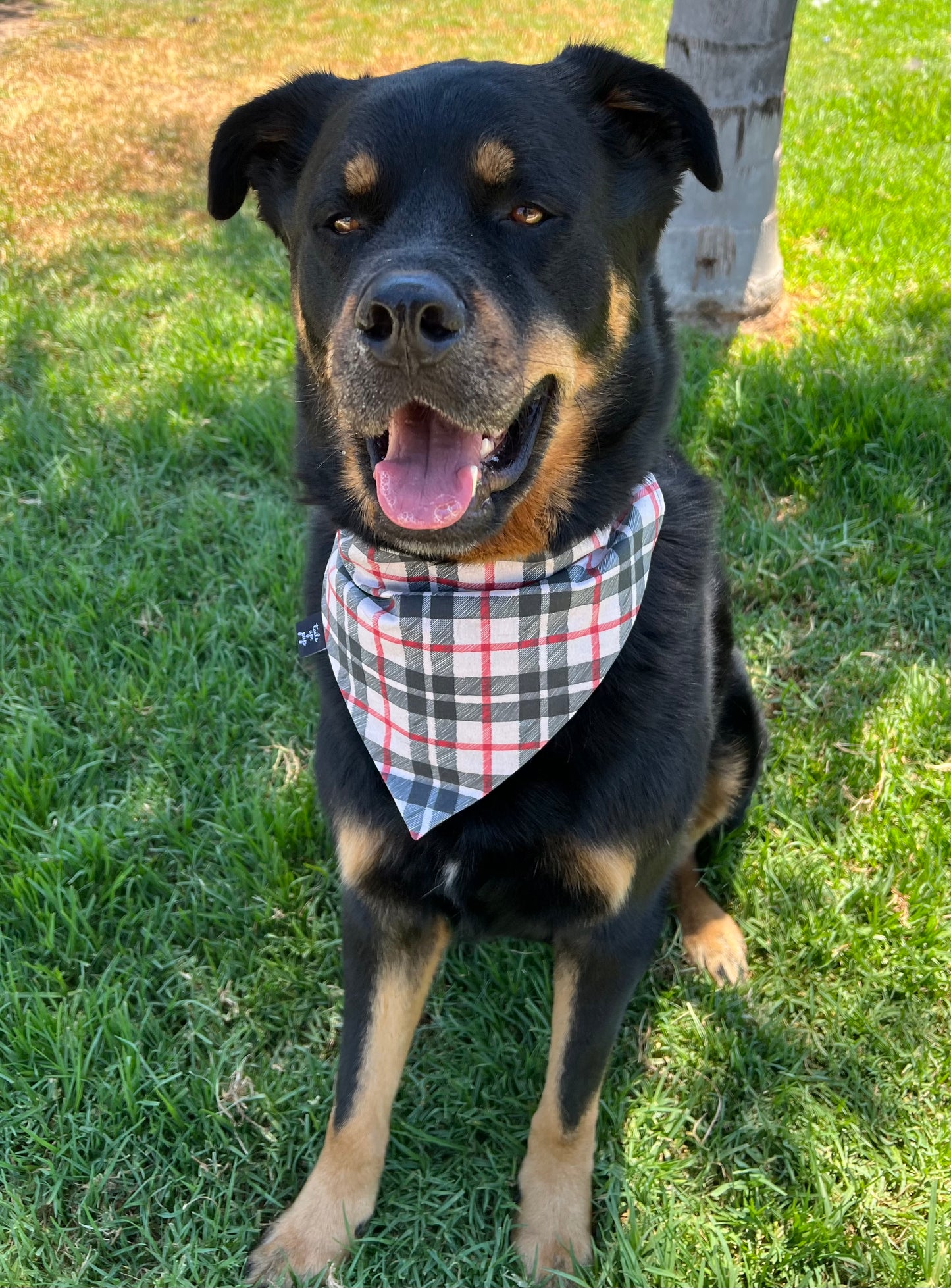 Black Plaid Fall Pet Bandana