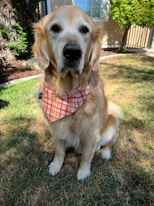 Orange Plaid Fall Pet Bandana