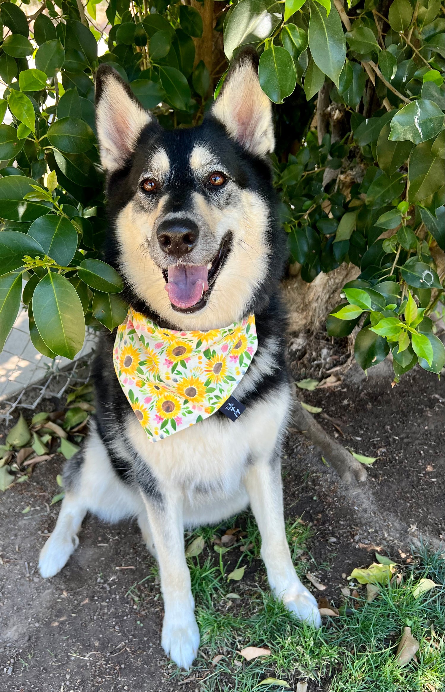 Bandana