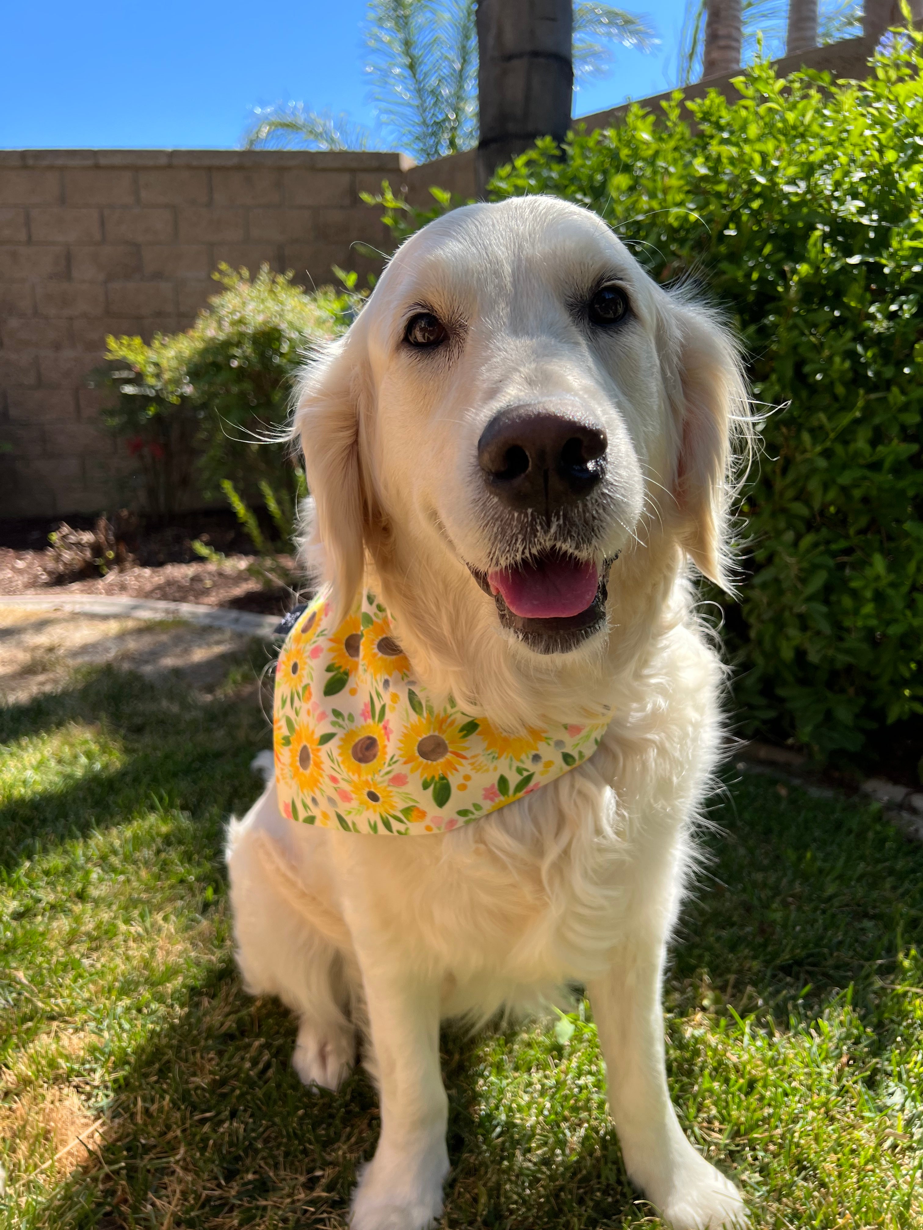 Sunflower bandana hot sale for dogs